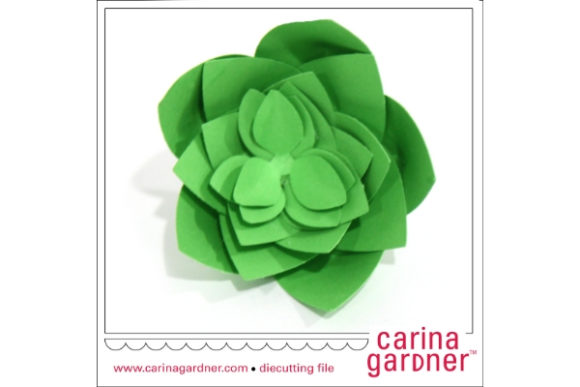Single Succulent: The Complete Guide to Choosing and Caring for One Plant