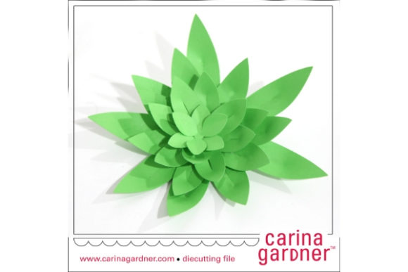 The Essential Guide to Spiky Succulents